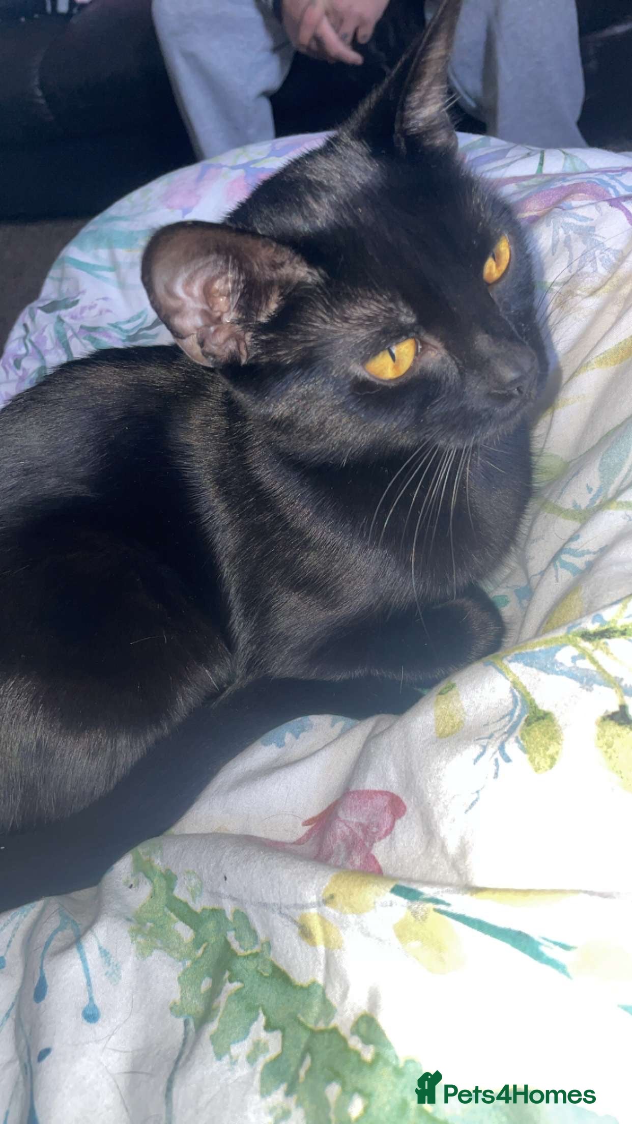 Mixed Breed cats Little kitten for sale in Bradford - Advert 1