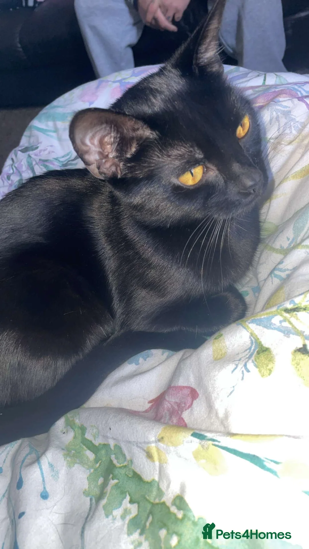 Mixed Breed cats for sale: Little kitten for sale in Bradford - Advert 1