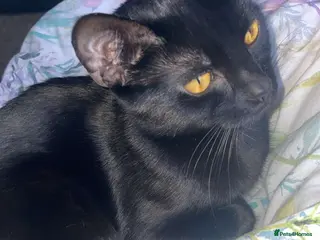 Mixed Breed cats Little kitten for sale in Bradford - Advert 3