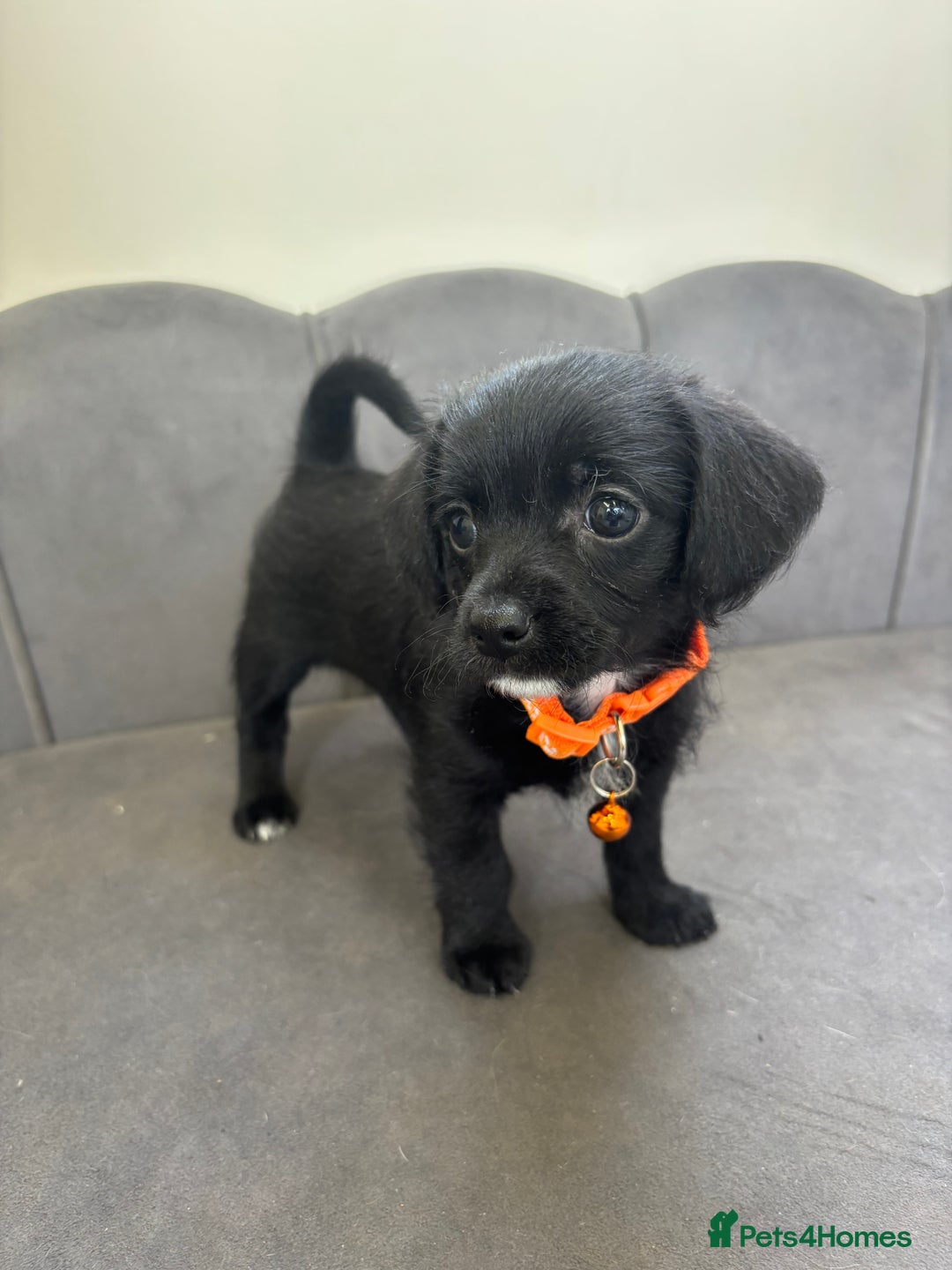 Chipoo dogs for sale: Stunning Chipoo Pups DNA Health Tested - Image 16