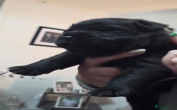 Chow Chow dogs for sale: Chow chow puppies - Advert 10