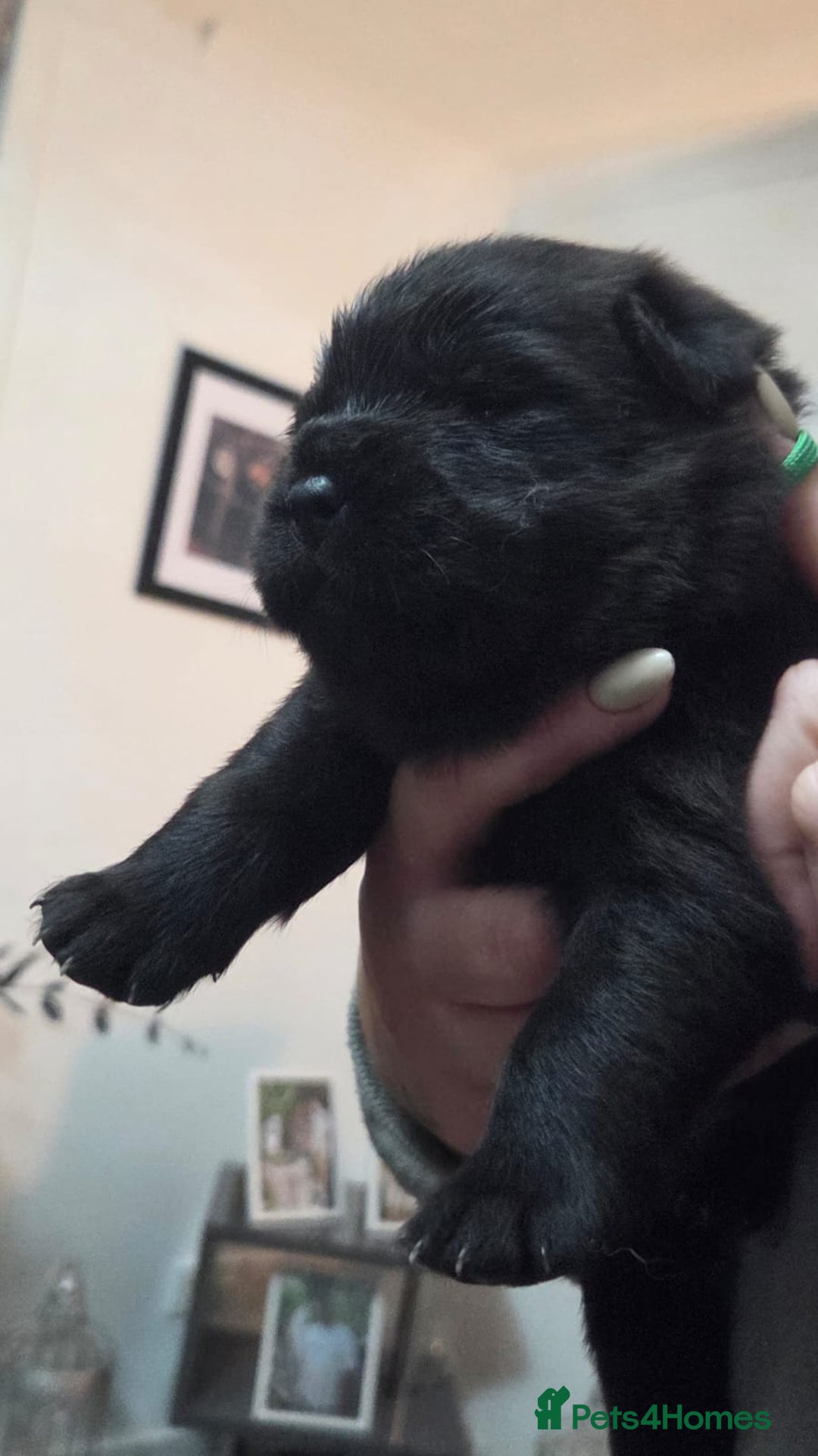 Chow Chow dogs for sale: Chow chow puppies - Advert 10