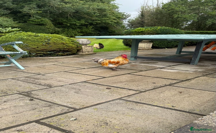 Chickens poultry - Advert 4