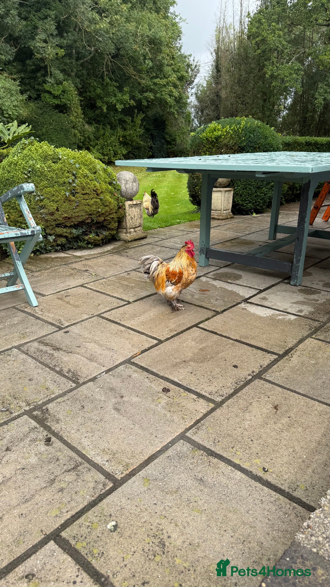 Chickens poultry for sale: 4 VERY HANDSOME HAND REARED SILKY MIX COCKERELS  - Image 1