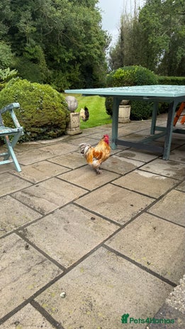 Chickens poultry - Advert 11