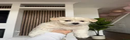 Bichon Frise dogs for sale: Two gorgeous puppies 🤍 - Advert 5