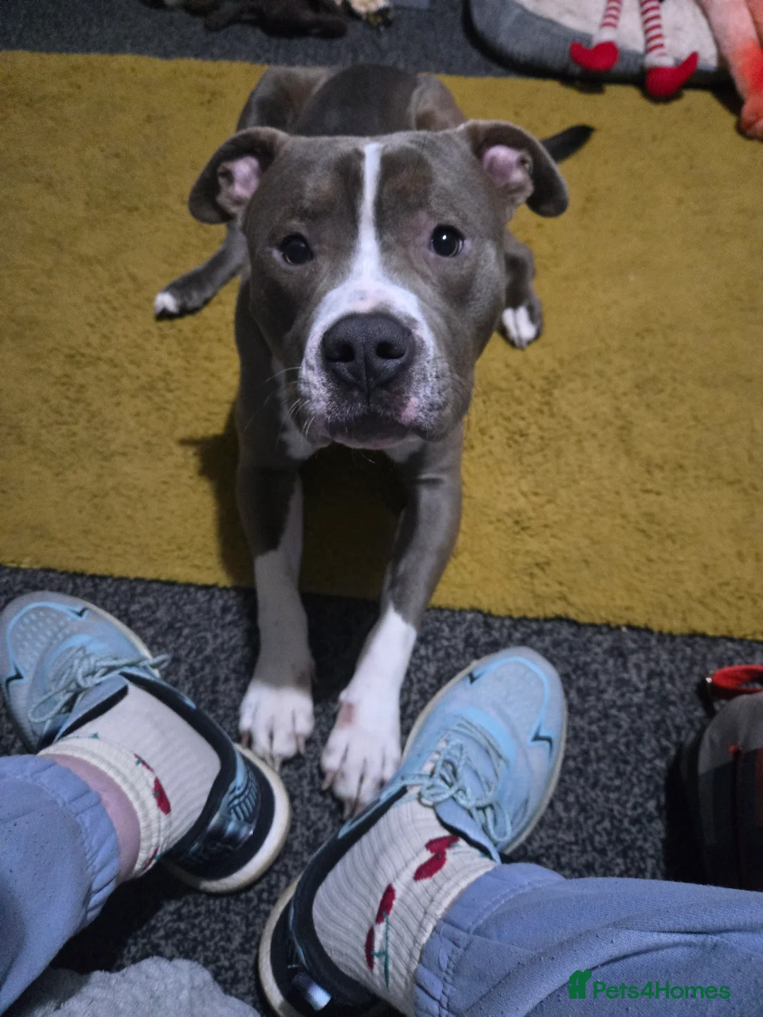 Mixed Breed dogs for sale: Staffy cross  - Advert 3