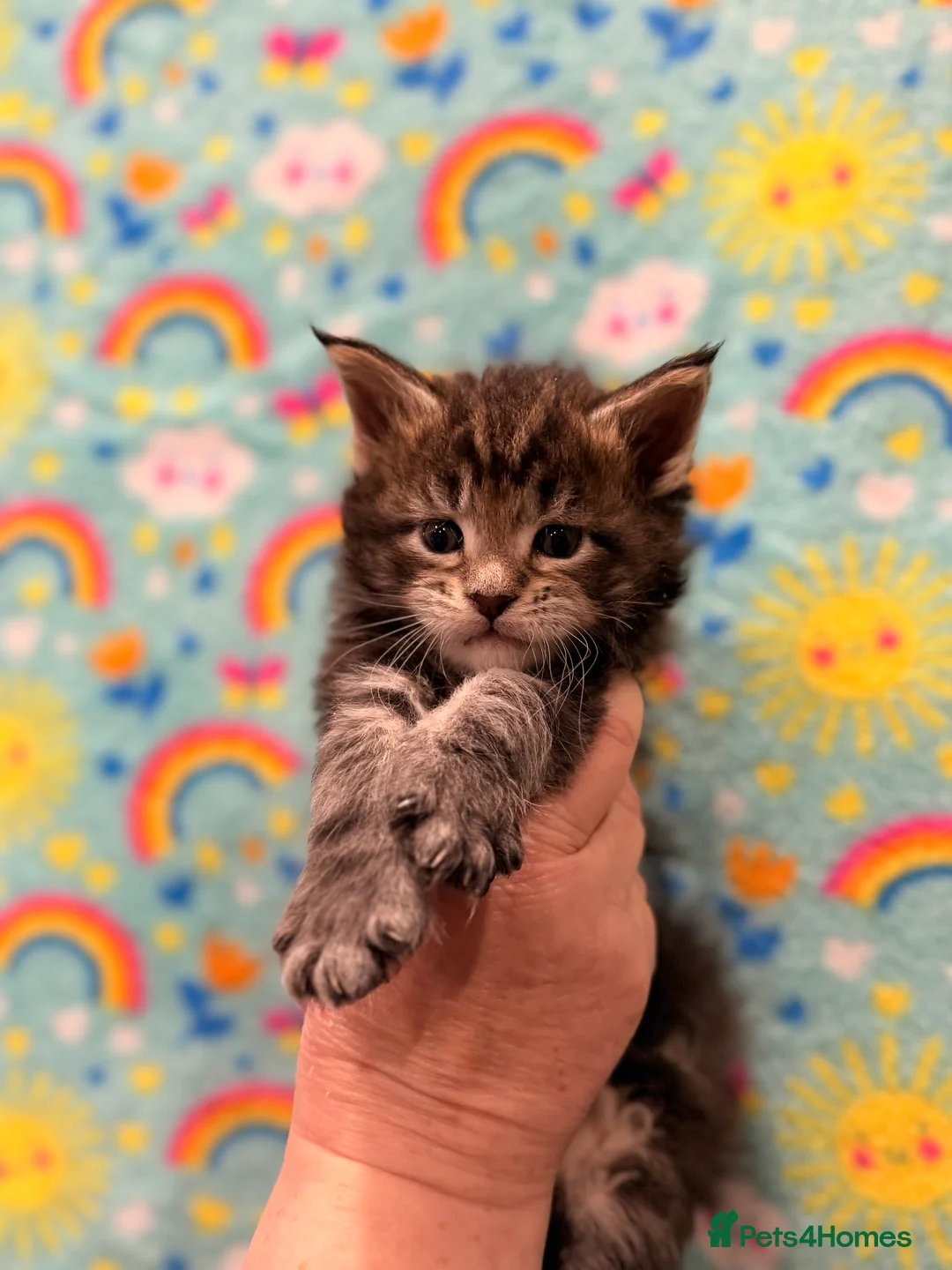 Maine Coon cats for sale: TICA REG MAINE COON KITTENS - Advert 10