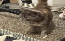 Mixed Breed cats for sale: Gorgeous lovely kittens looking for forever home  - Image 4