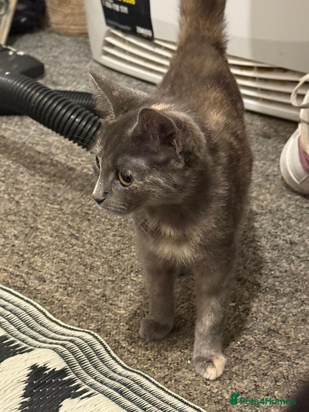 Mixed Breed cats for sale: Gorgeous lovely kittens looking for forever home  - Image 4