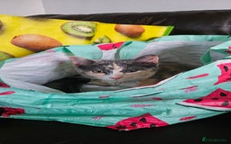 Mixed Breed cats for sale: Male and Female Kitten - Image 6
