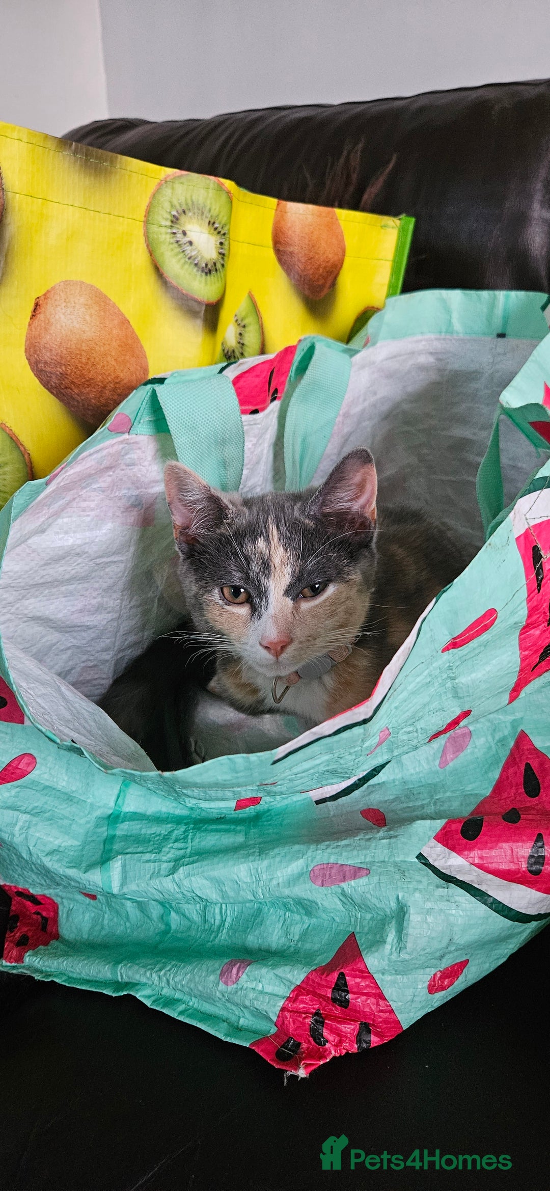 Mixed Breed cats for sale: Male and Female Kitten - Image 6