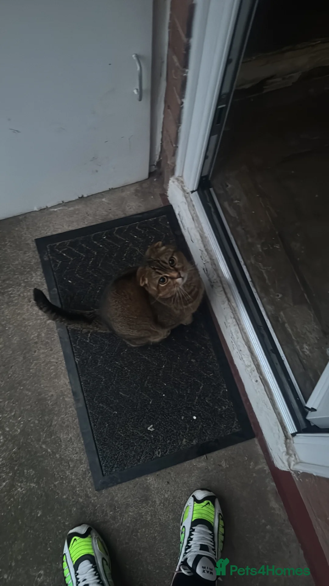 Scottish Fold cats for sale: Scottish fold x tabby  - Advert 3