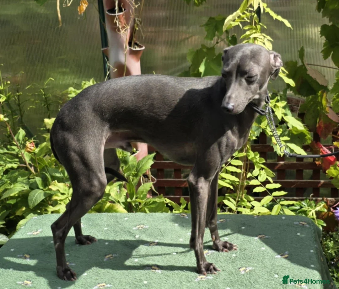 Italian Greyhound dogs for stud: Kc reg Handsome Health checked .well bred stud .  - Advert 2