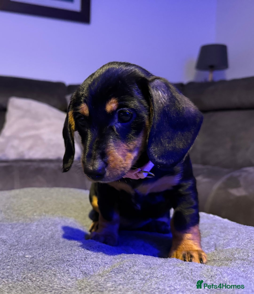 Dachshund dogs for sale: Gorgeous Standard wire haired & smooth Dachshunds - Advert 19