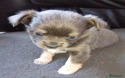 Chihuahua dogs for sale: 2 stunning blue Chihuahua girls  - Image 3