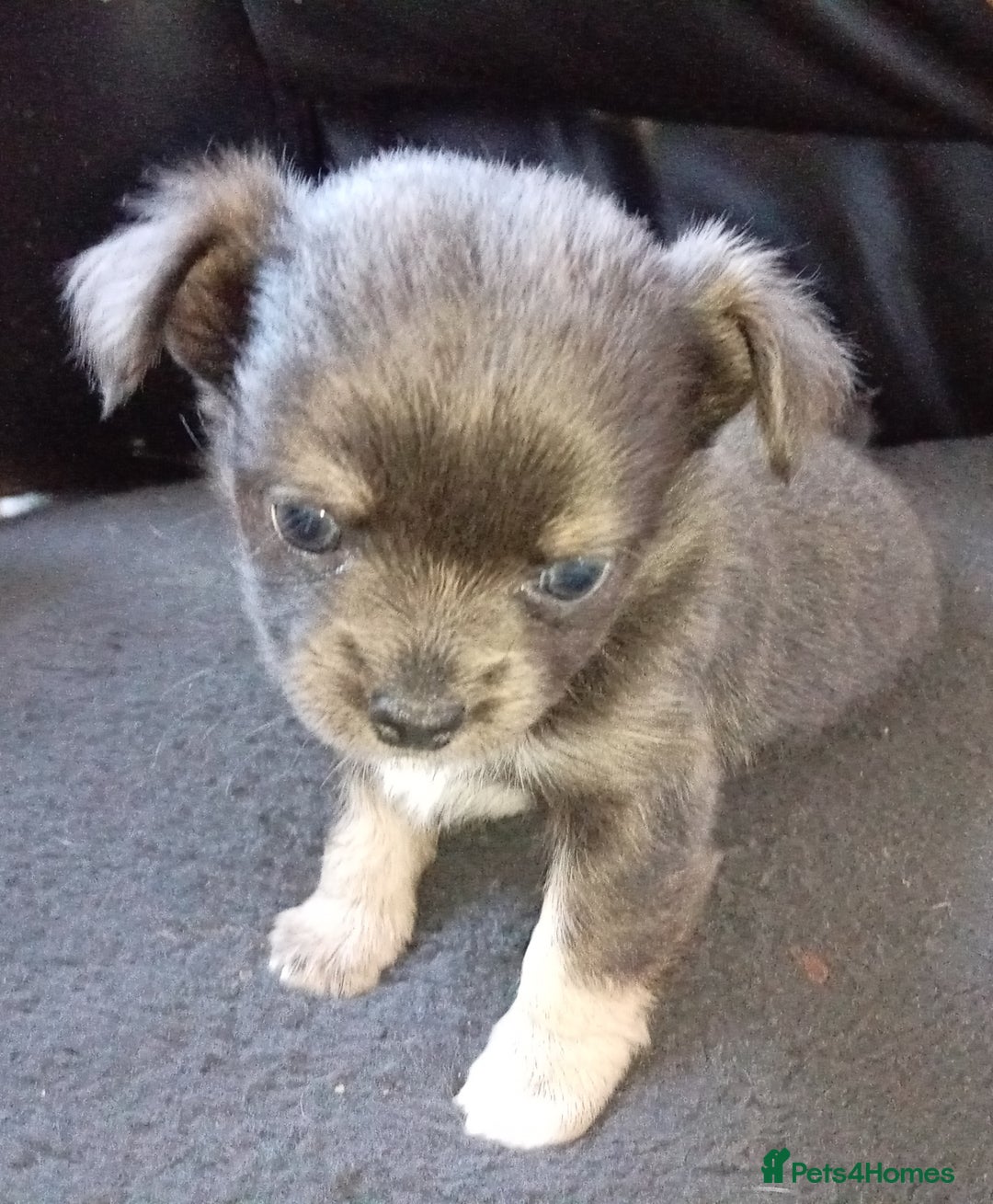 Chihuahua dogs for sale: 2 stunning blue Chihuahua girls  - Image 3