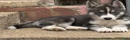 Siberian Husky dogs for sale: Siberian Husky Puppies With Beautiful Personalitie in Stoke-on-Trent - Advert 9