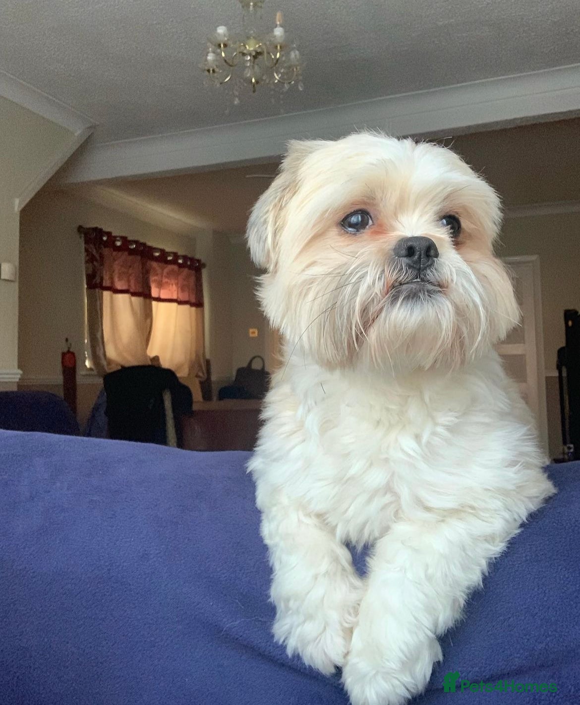 Shih Tzu dogs Handsome hunk for stud - 07975917710 in Dagenham - Advert 6