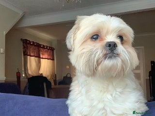 Shih Tzu dogs in Dagenham - Advert 1