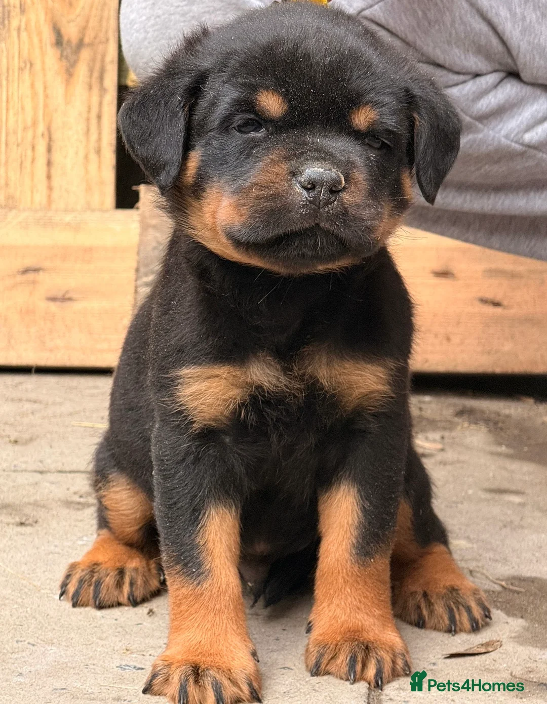 Rottweiler dogs for sale: Top quality kc pups for sale timitor X edelstein - Advert 8