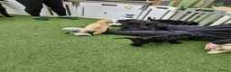 Labradoodle dogs for stud: Tatum in Glasgow - Advert 15