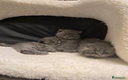 British Shorthair cats for sale: British shorthair  - Image 3