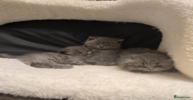 British Shorthair cats - Advert 5