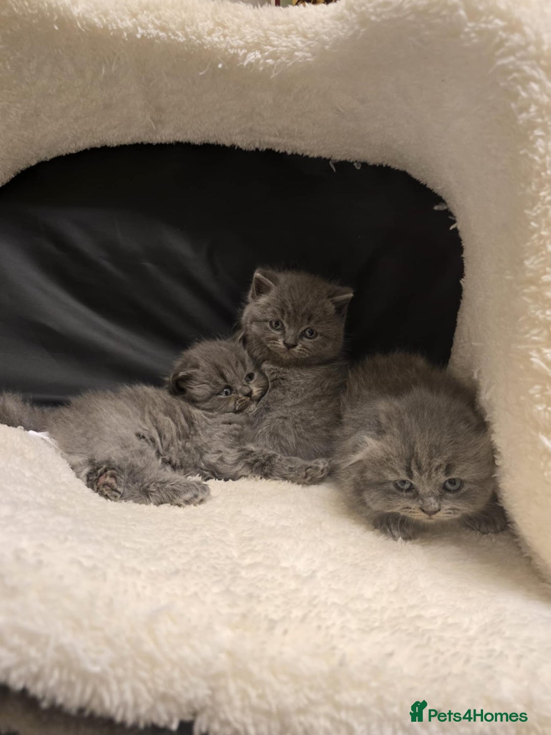 British Shorthair cats for sale: British shorthair  - Image 3