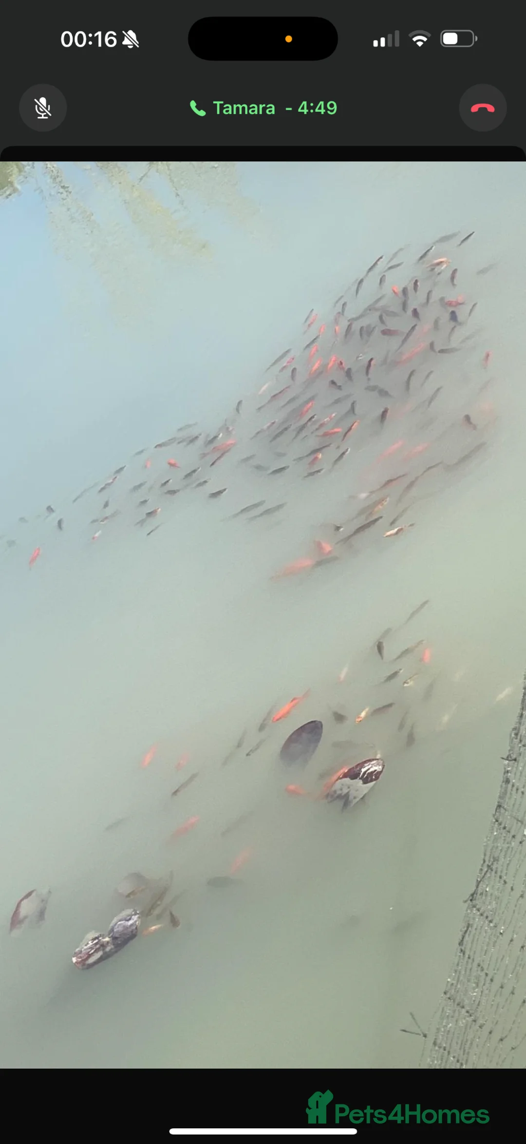 Goldfish fish for sale: Various Goldfish available  in Cheltenham - Advert 3