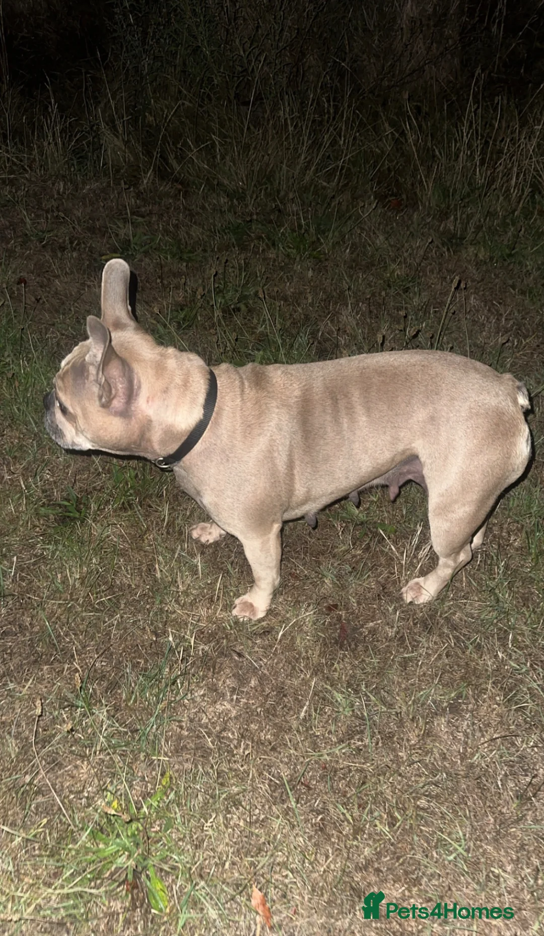 French Bulldog dogs for sale: French Bulldog Puppies- Full of love personality - Advert 2