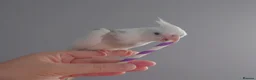 Cockatiels birds for sale: Hand reared silly tame DNA sexed baby cockatiels  - Advert 28