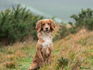Cocker Spaniel dogs FTCH X OFTW health tested stud - Advert 4
