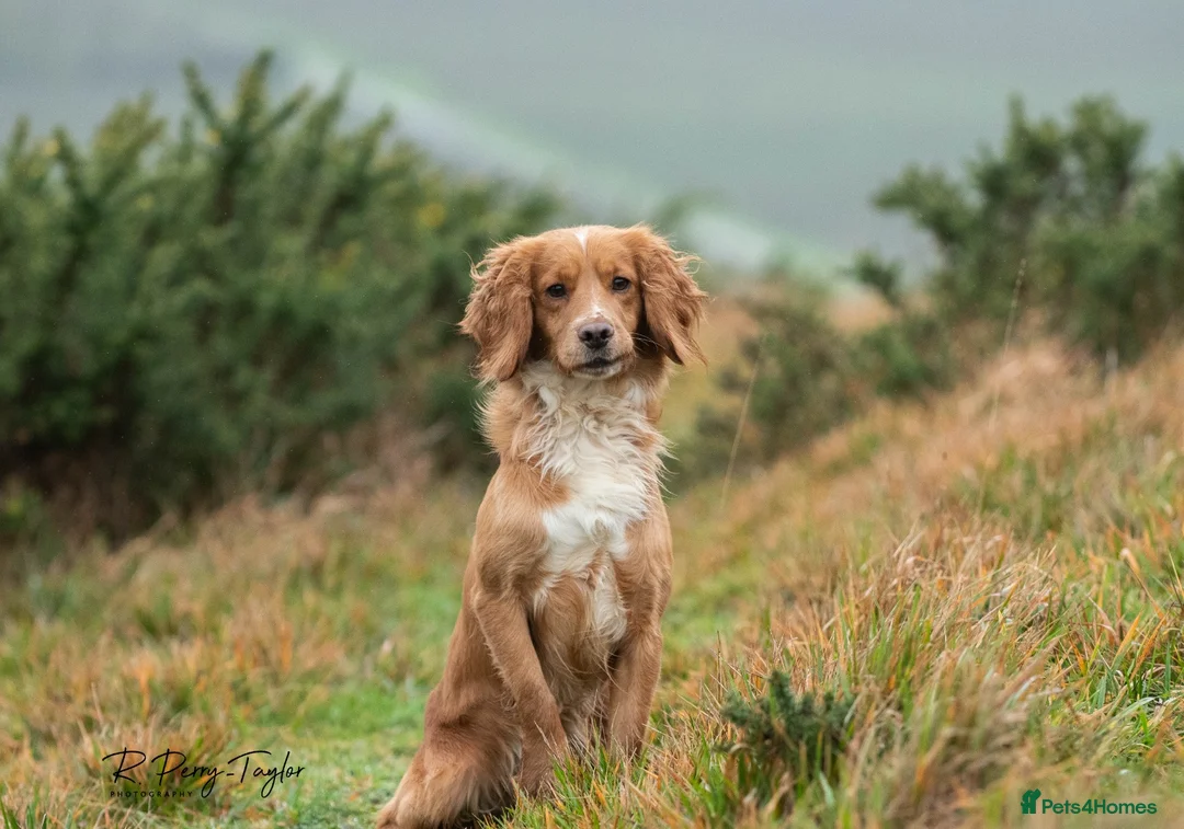 Cocker Spaniel dogs for stud: FTCH X OFTW health tested stud - Advert 1