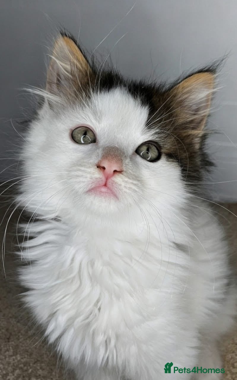 Maine Coon cats *READY NOW MAINE COON KITTEN* - Advert 1