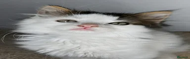 Maine Coon 1