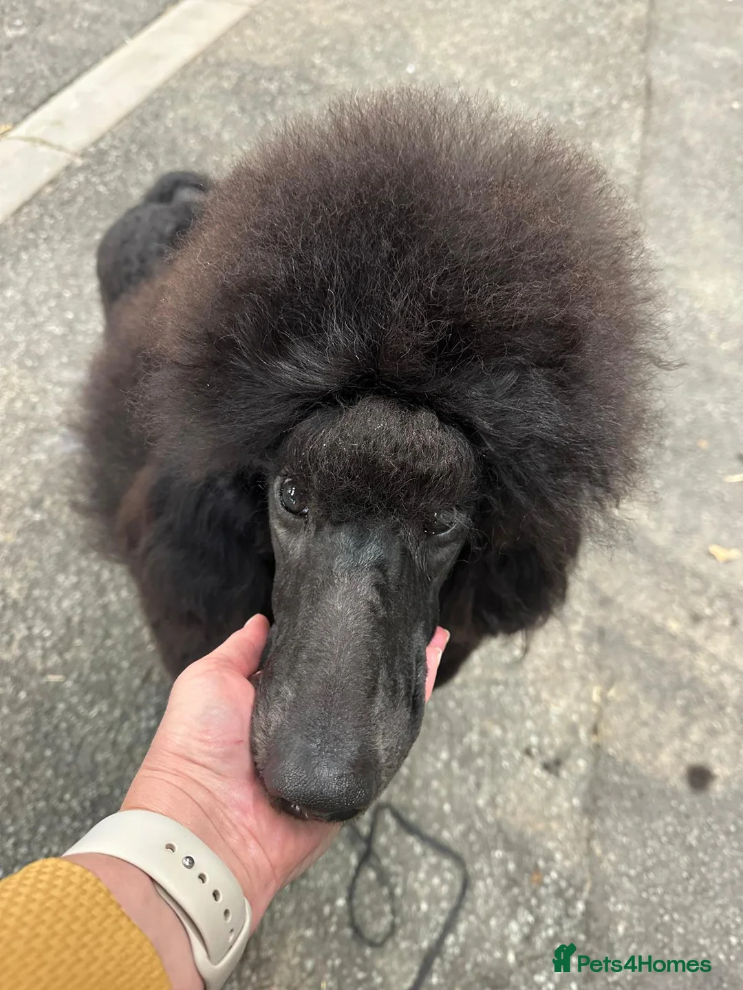 Standard Poodle dogs for sale: Seven Wonders of Standard Poodle Puppies - Advert 24