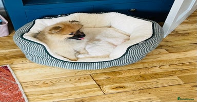 Pomeranian dogs - Advert 15