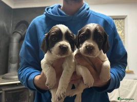 English Springer Spaniel dogs Springer spaniels for sale ONLY 1 GIRL LEFT!!! - Advert 6
