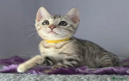 Bengal cats for sale: TICA Champion Bengal Kittens  - Image 29