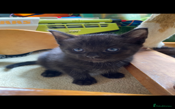 Maine Coon cats for sale: Maine coon x - Image 32