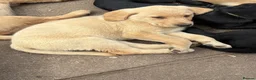 Labrador Retriever dogs for sale: Mixed litter black and blonde Labrador puppies  - Advert 31