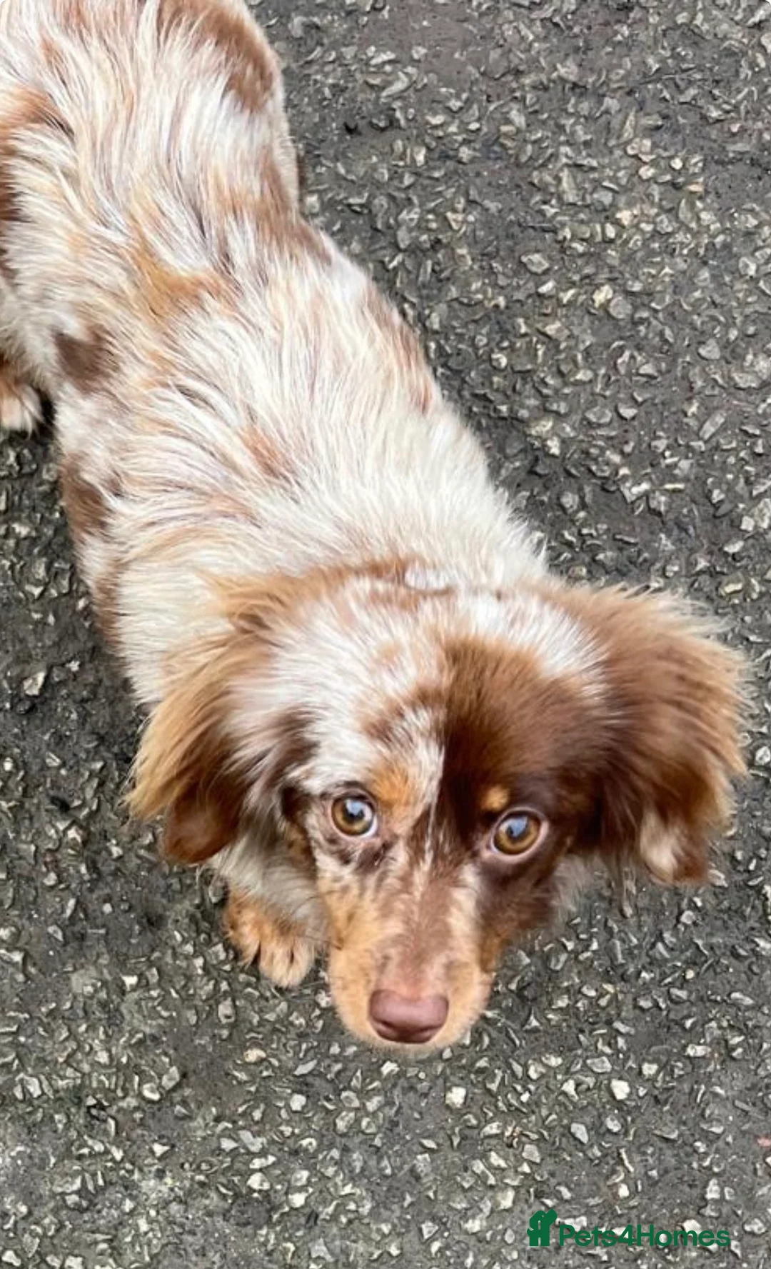 Mixed Breed dogs for sale: Beautiful Mini Dachshund × Pomchi Puppies  - Advert 1