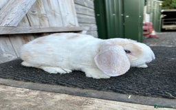 Mini Lop rabbits for sale: Mini plush lop female rabbits - Image 4