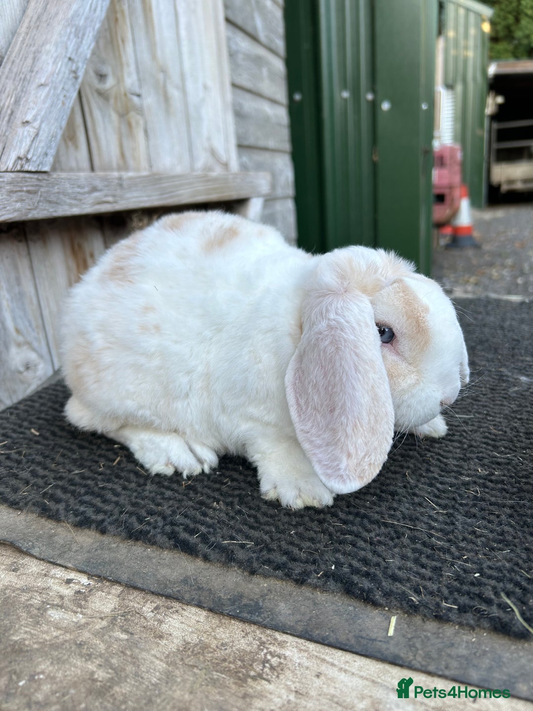 Mini Lop rabbits for sale: Mini plush lop female rabbits - Image 4