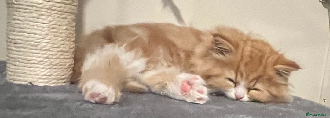 RagaMuffin cats for sale: Gorgeous long haired female  - Image 2