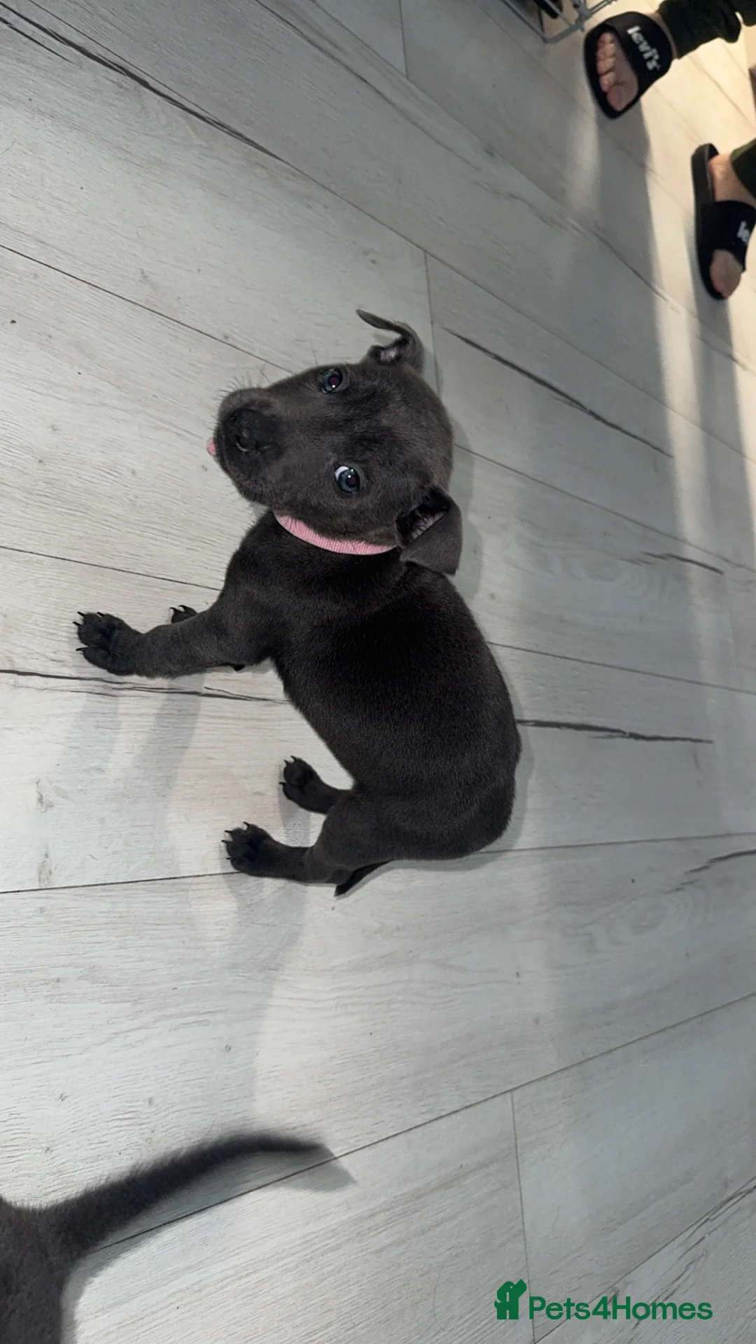 Mixed Breed dogs for sale: Puppies - Advert 3