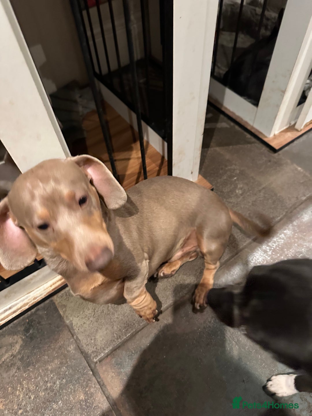 Miniature Dachshund dogs for sale: Isabella Pretty Boy - Advert 8