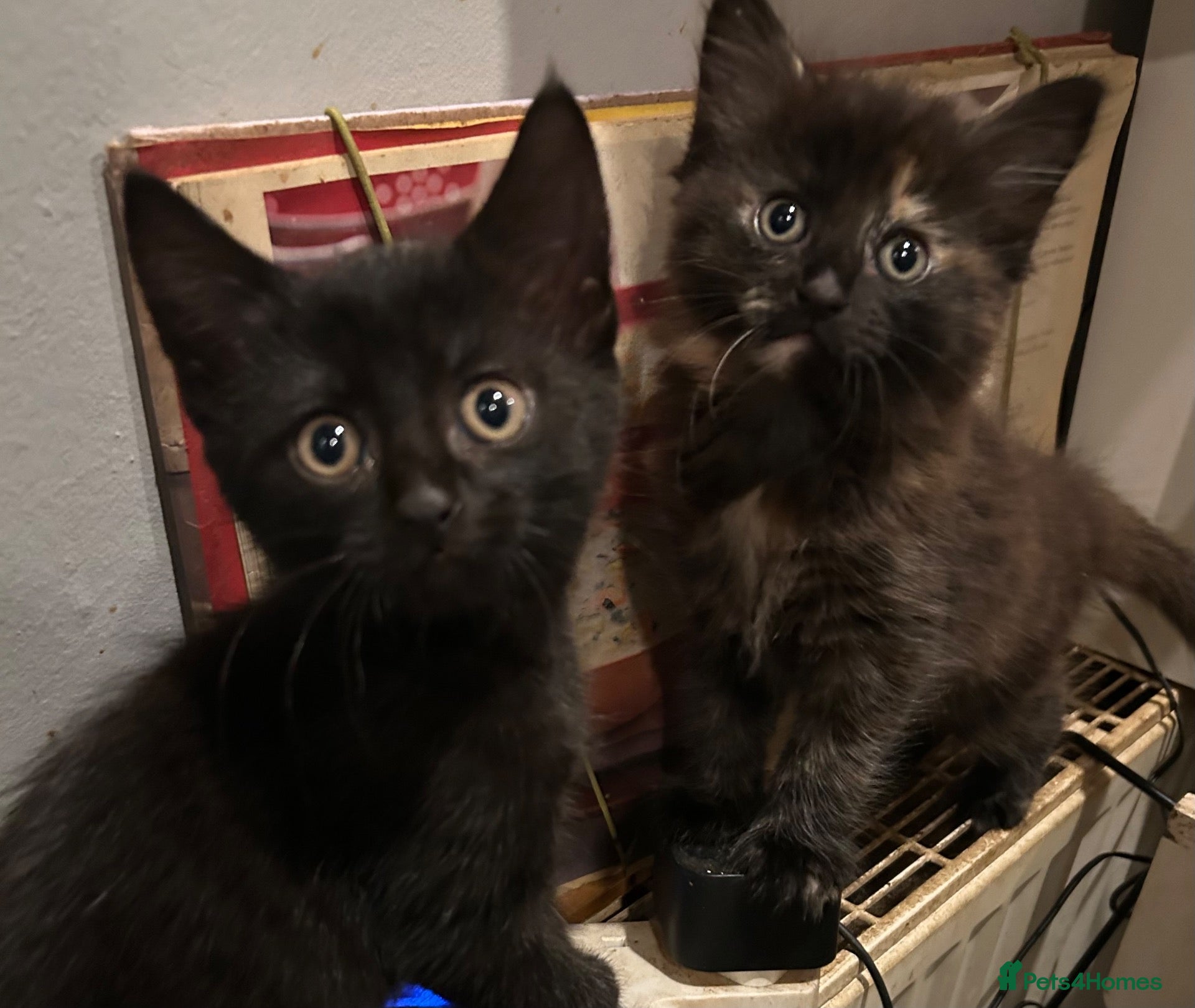 Mixed Breed cats Kittens for sale  - Advert 1