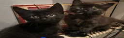 Mixed Breed cats for sale: Kittens for sale  - Advert 1
